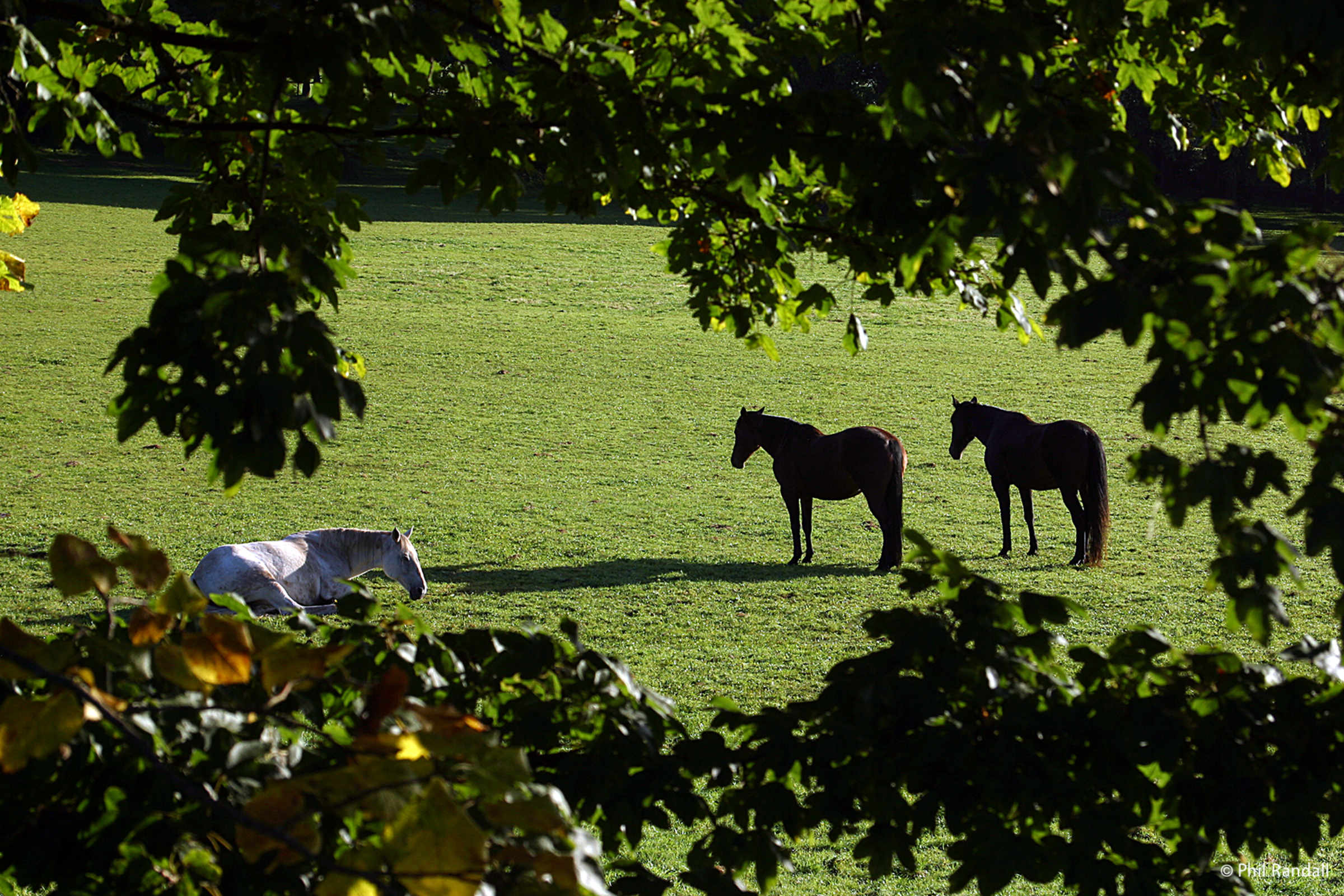Penhow Horses